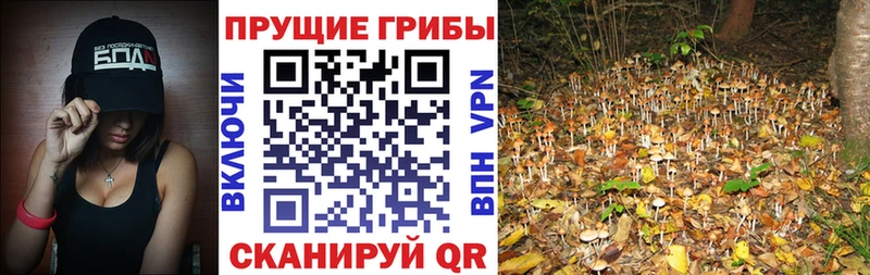 Галлюциногенные грибы мицелий  цена наркотик  Краснозаводск 